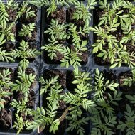 nannie plants and Earthgoods Annual Spring Plant Sale
