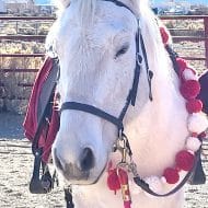 Holiday Open Barns at Equine Spirit Sanctuary
