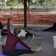 Goat Yoga in the Park
