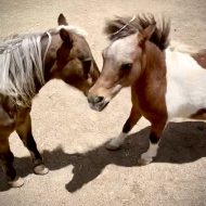 New Volunteer Training at Equine Spirit Sanctuary