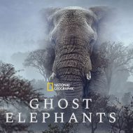 Movies on the Big Screen: Ghost Elephants