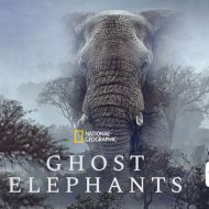 Movies on the Big Screen: Ghost Elephants OCAP