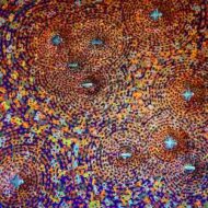 Paintings by Debra Weier: Energy Anatomy