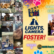 Safe Pet Partners Presents: Lights! Camera! Foster!