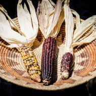 Seed Saving Workshop